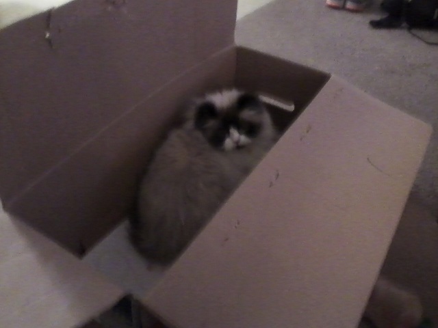She likes the box too. lol