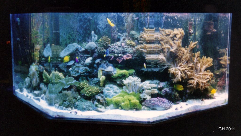 Shot from a few years ago, tank is up and running 17 years now.