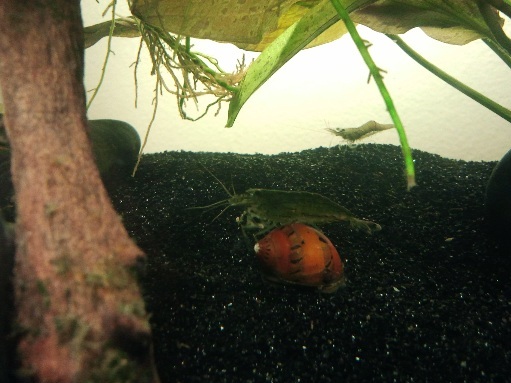 shrimp cleaning my nerite. (ghostie in the background)