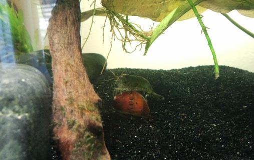 shrimp cleaning my snail