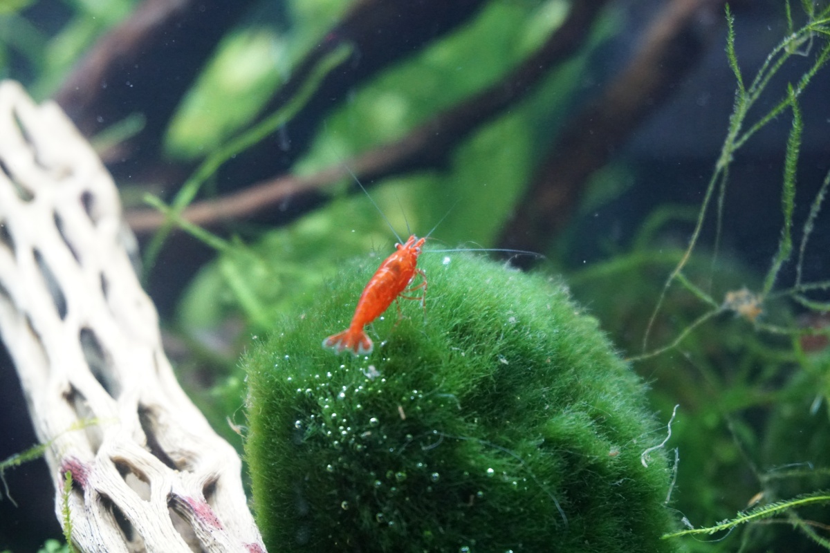 Shrimp loving moss ball