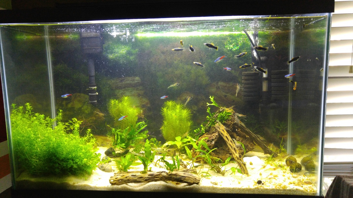Shrimp Tank #2. Has a bunch of baby swordtails and a bunch of some strange shrimp. Not many plants in this one because these shrimp eat most of them.

