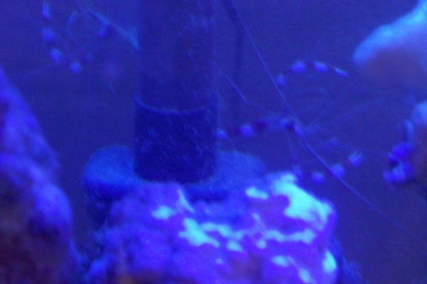 Shrimp under coral light