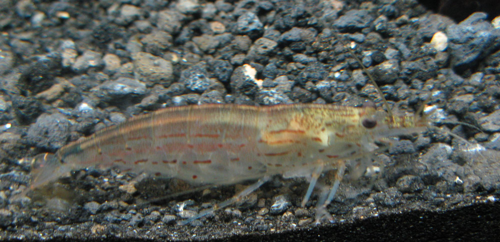 shrimp1 med