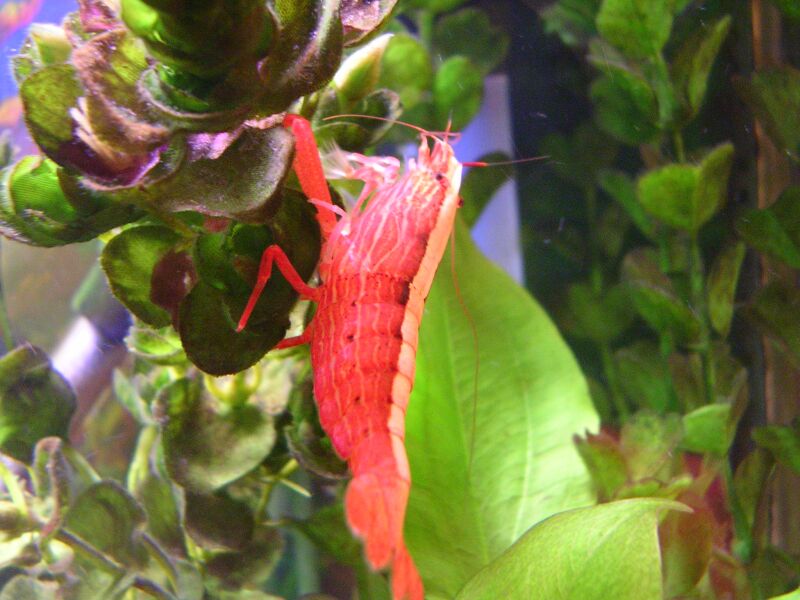 Shrimpey hangin on alagae infested plastic plant before I yanked it out soon to be replaced with more real plants.