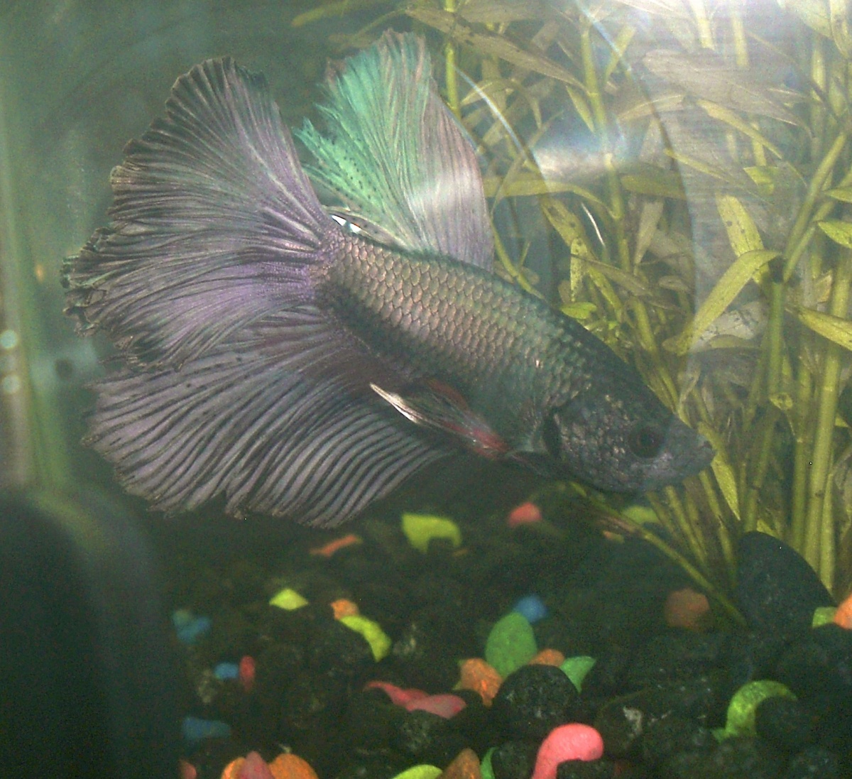 Sick boy after he arrives first day? just color looks off and his fin on left side is snarled, got damaged in transit or ill?