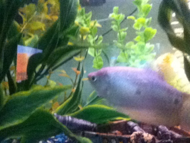 Side view if my blue gourami.