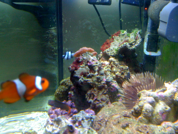 Side view into my reef