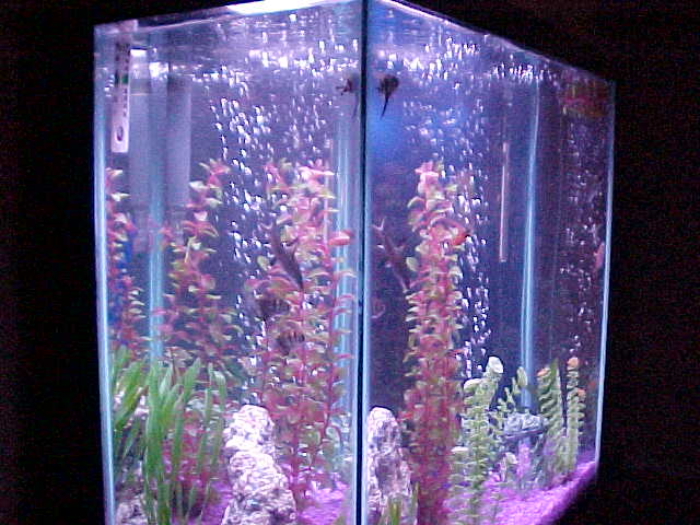 Side view of 30g