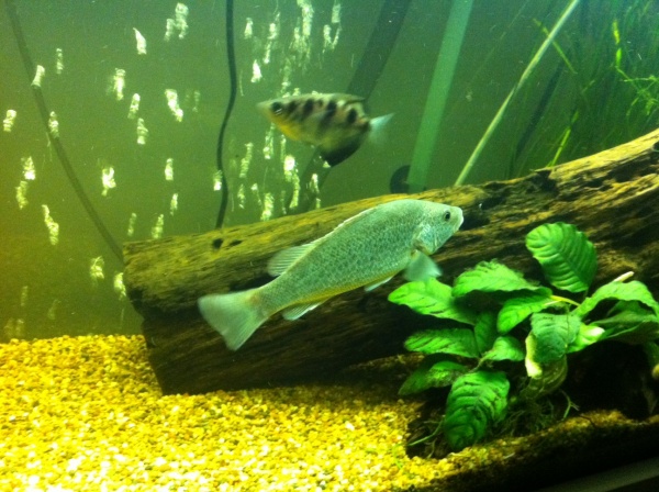 Small Archer Fish and Medium sized Spangled Perch.