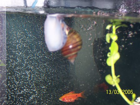 snail and red glass barb