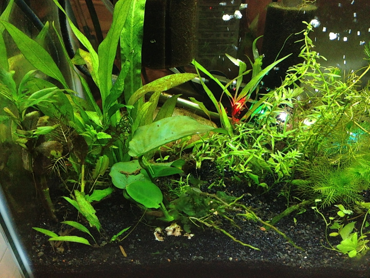 So hard to keep clean when the Betta will not allow roommates--not even snails!  One ghost is still alive, I think!