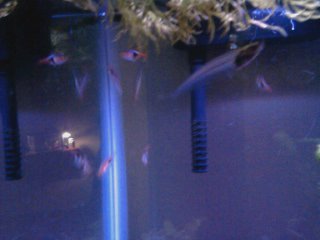 Some Harlequin rasbora (really hard to get a picture) and the glass catfish