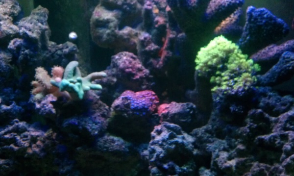 Some newer corals