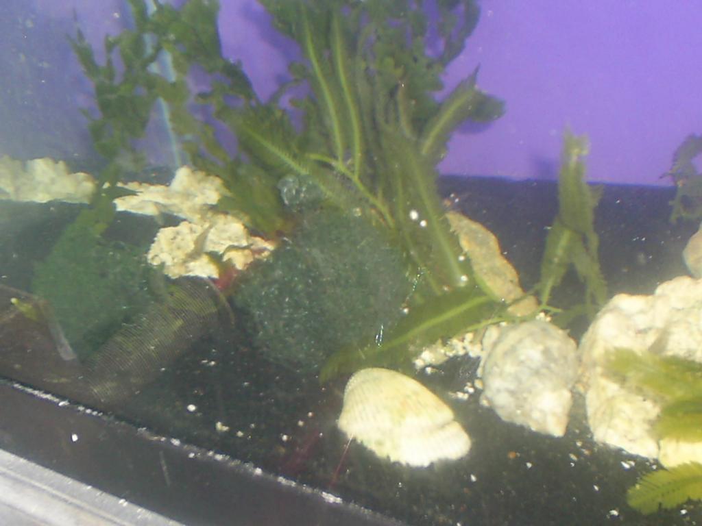 some of the algae we are growing