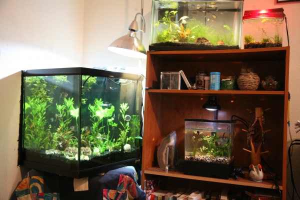 Some of the tanks in my bedroom , my 30 cube, which I recently moved across the room, the 10 guppy nunnery, the 3 gallon cube for my crowntail betta, 