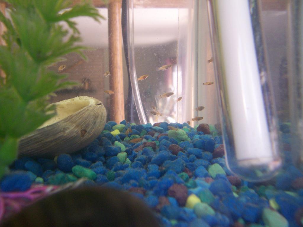 Some Pics Of My 2 Week Old Fry (Red Wag Platy Fry)