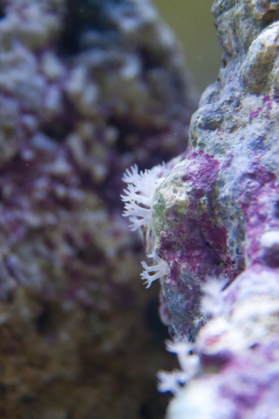 Some soft corals - not sure what kind yet
