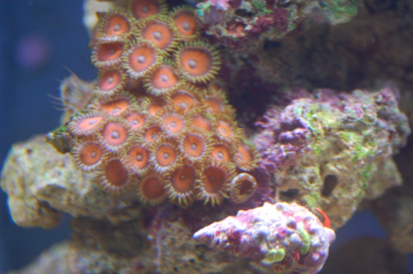 Some Zoanthids and an Aiptasia, which I finally now have all removed thanks to a fantastic peppermint shrimp!