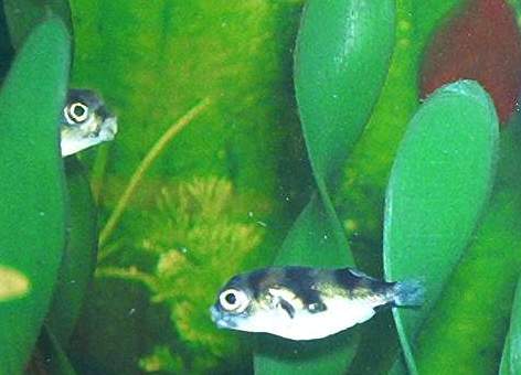 South American puffers are the hardest puffers to get  to eat snails,. Therefore they need their teeth trimmed by hand every 6 months or so.