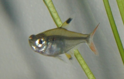 Species name is Pristella maxillaris, it is more commonly known as the Pristella and the X-Ray fish.