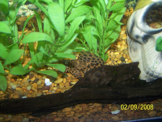 Spotted Sailfin Pleco in 10Gal Freshwater