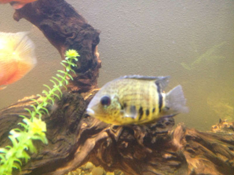 Spotted Severum