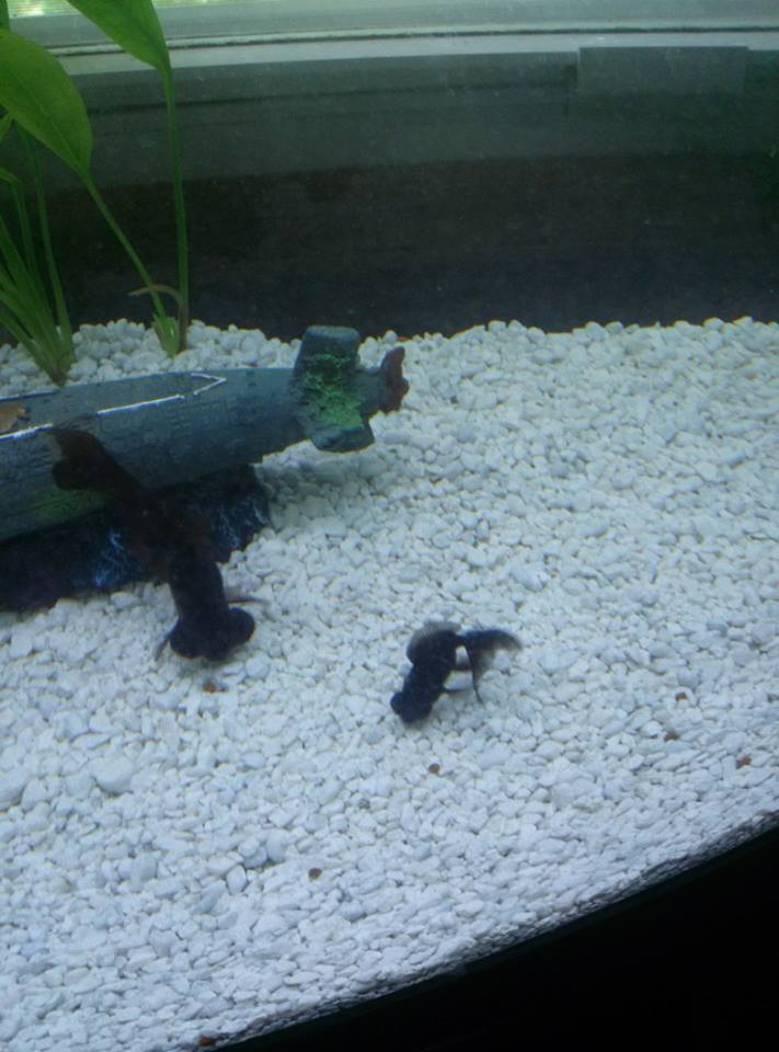 Stealth and Little Fish- (stealth is the bigger Black Moor)