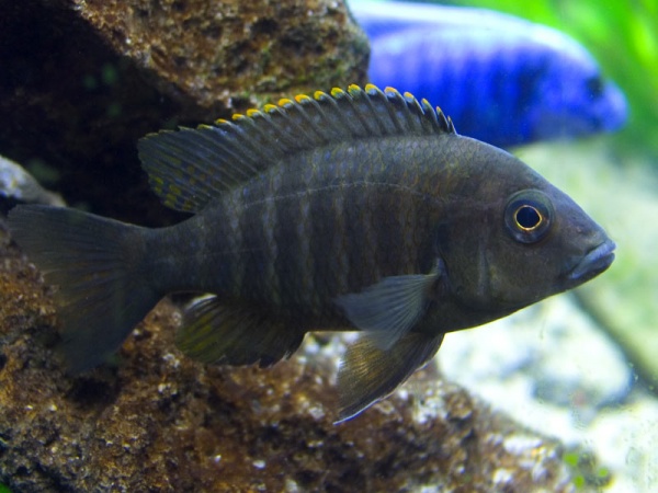 Still trying to find out what this cichlid is