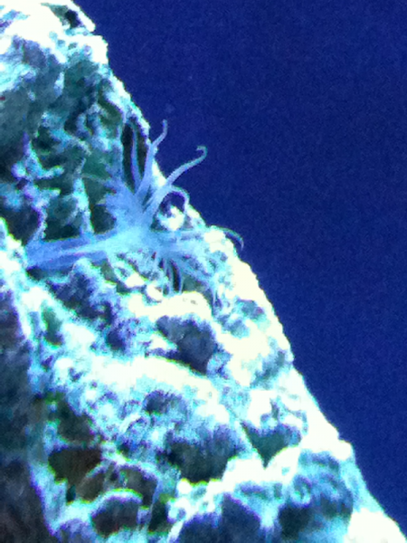 Stupid aiptasia that was growing in my tank..peppermint shrimp took care of that haha