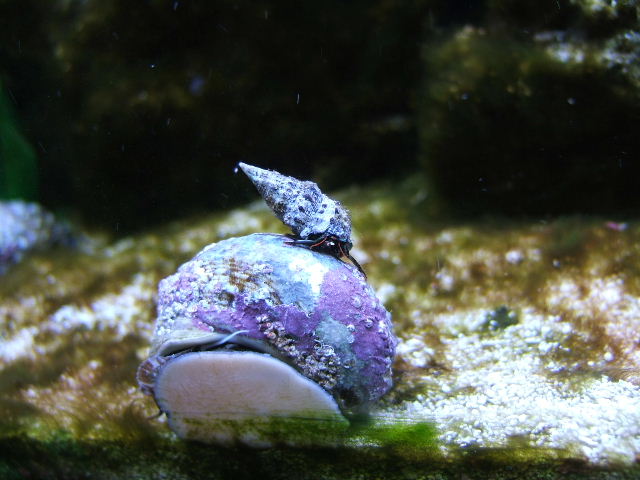Submitted by AMANIQU77

Mexican Turbo Snail (Turbo fluctuosus), and Dwarf blue-legged hermit crab (Clibanarius tricolor) 

After a very serious algae 