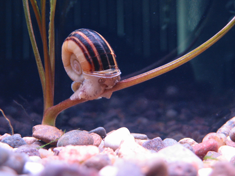 Submitted by PBirdsong

Here's our snail "Gary".