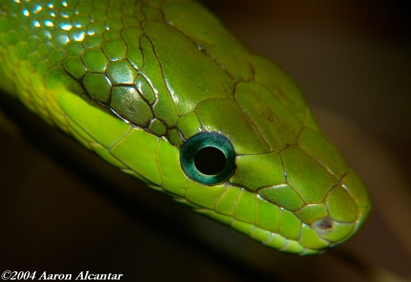 Submitted by Verse914

This photo was taken of a green tree snake at the Toledo Zoo in Ohio. The snake was about 3'-4' in length and was pretty active
