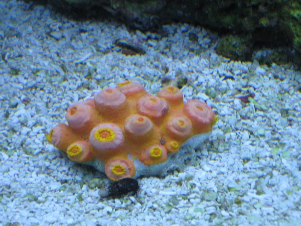 Sun coral during the day