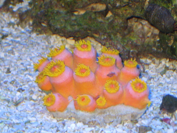 Sun coral finally starting to open
