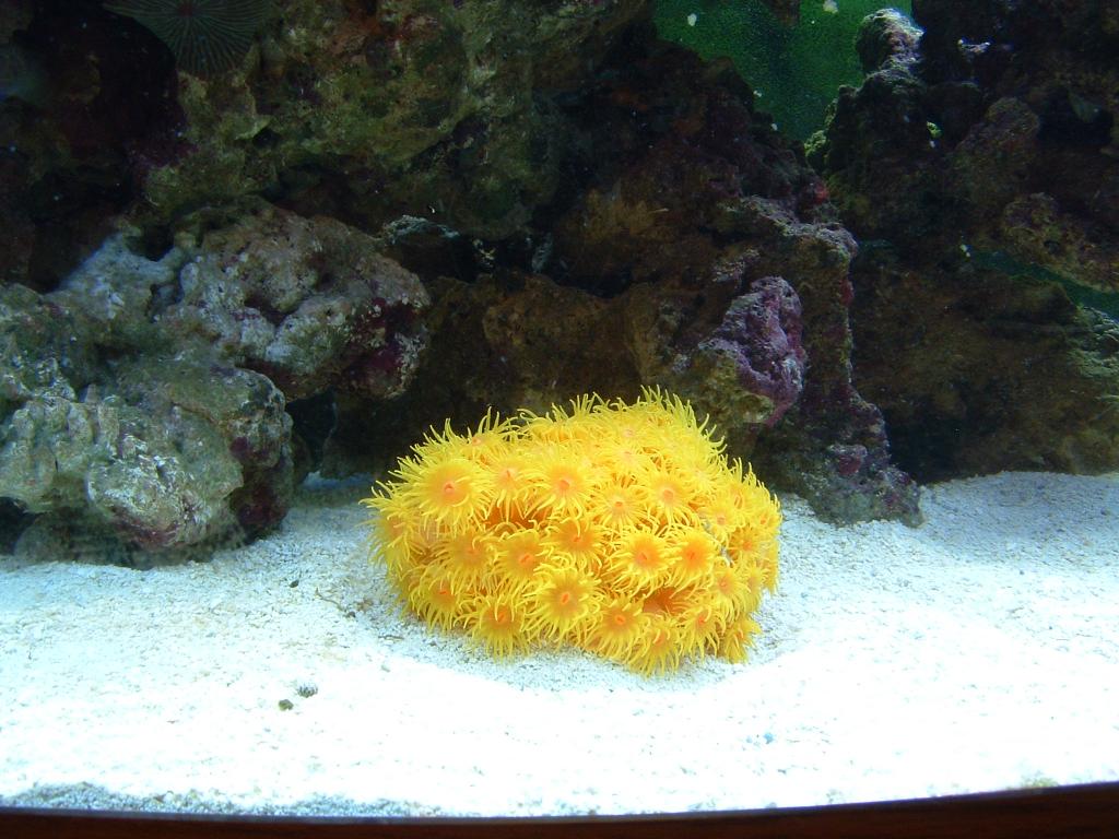 Sun Coral