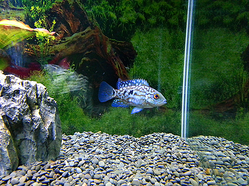 Super Green Texas Cichlid.
Slowly growing, still young though.