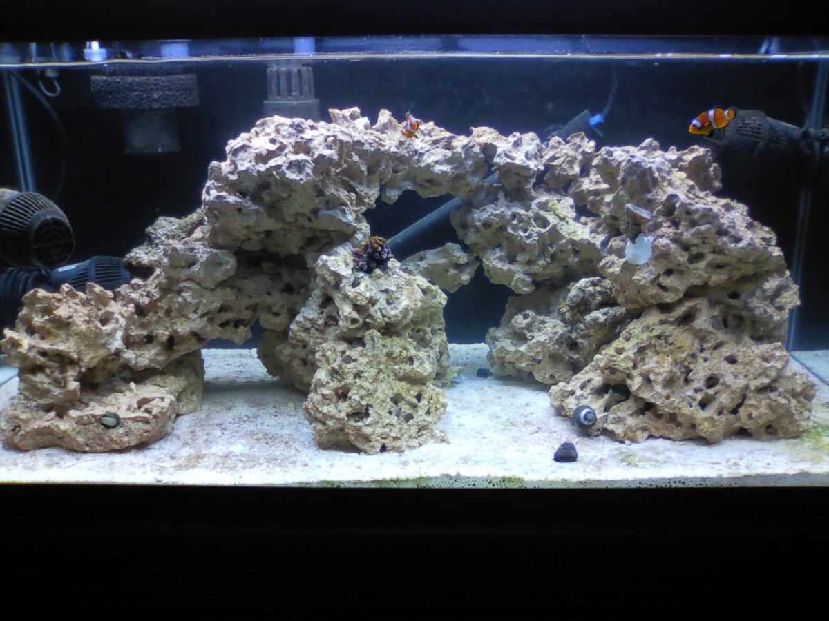 SW with its first corals
