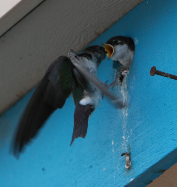 Swallows nesting in a hole in a building feed their young even when they are the same size as the parents.