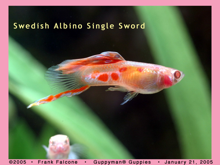 Swedish Single Swordtail