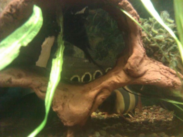 tail of the clown knife and a clown loach