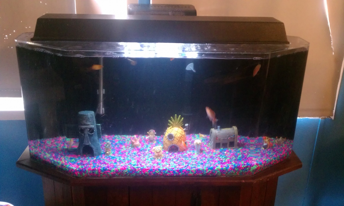 Taken with my cell phone so the quality is not the best. Not sure how many gallons the tank is. Got it from my mother-in-law. Yes, Bikini Bottom is lo