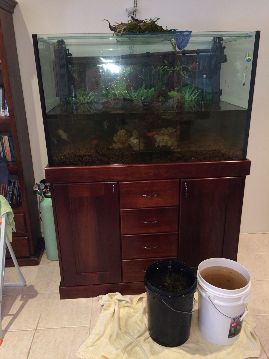 tank half empty with plants removed
October 2015