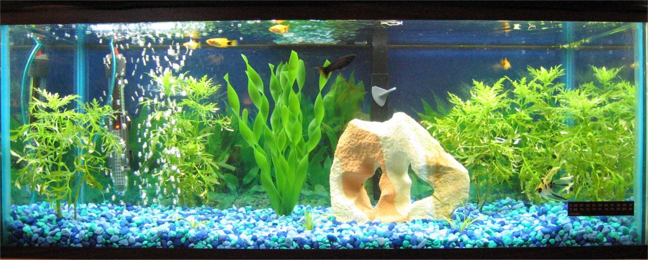 Tank has been updated by removing fake plants and adding wisteria and dwarf sag.