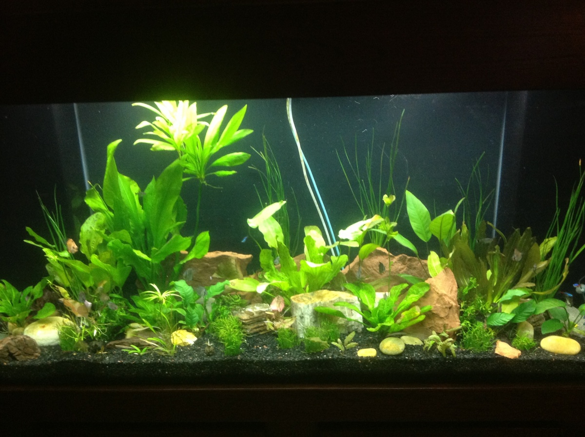Tank is complete! With plant growth the O2 and CO2 lines will be concealed over time.