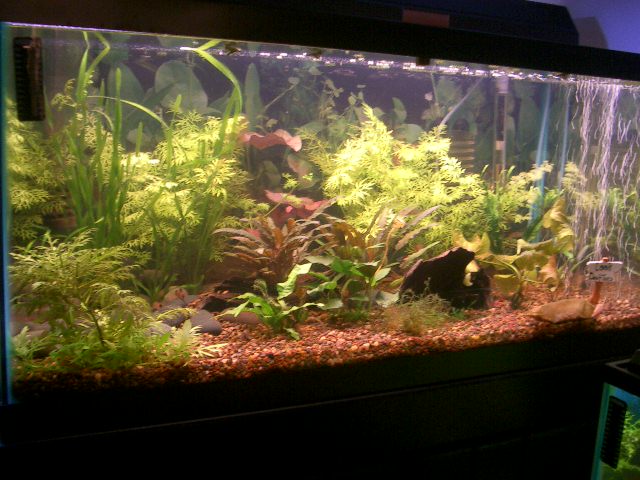 tank is doing great. i have hydras now but they are to small to take pic of.