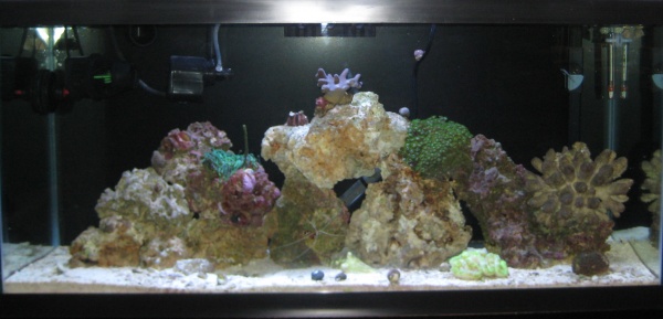 Tank Pictures 003