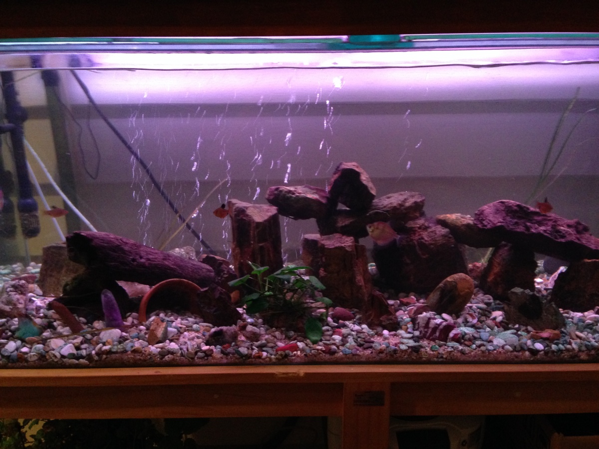 Tank when it was first setup!
