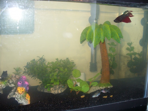 Tank with newly added sand 1
