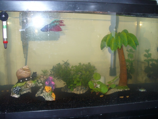 Tank with newly added sand 2